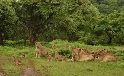 Gir Wildlife Sanctuary, Timbarva-2