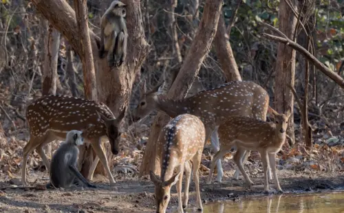 Gir Wildlife Sanctuary, Timbarva-3